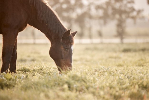 Chiedimi di mostrarti la poesia in movimento. Inquadratura di un bellissimo cavallo in una fattoria.