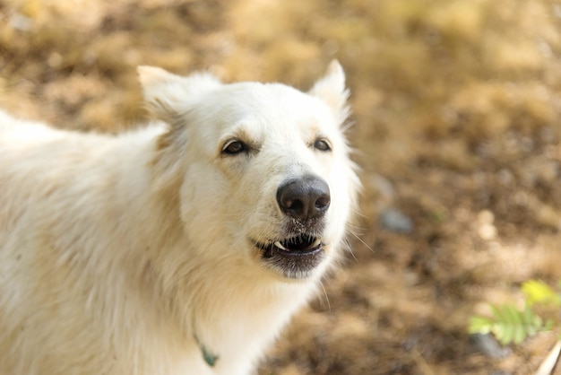 Chien berger blanc suisse nella foresta d'estate il cane ulula e abbaia