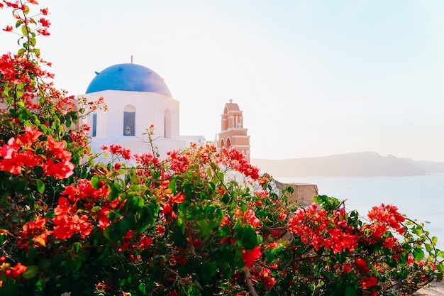 Chiesa di Santorini a cupola blu tradizionale dietro fiori luminosi all'ora dell'alba Villaggio di Oia Santorini Grecia