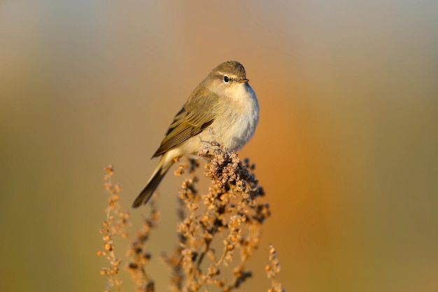 Chiffchaff alla luce del mattino