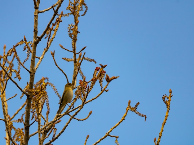 Chiffchaff comune alla ricerca di piccoli insetti