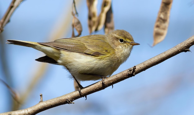 Chiffchaff comune Phylloscopus collybita Un uccello si siede su un ramo