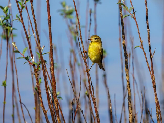 Chiffchaff comune Phylloscopus collybita