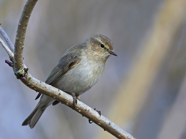 Chiffchaff comune (Phylloscopus collybita)