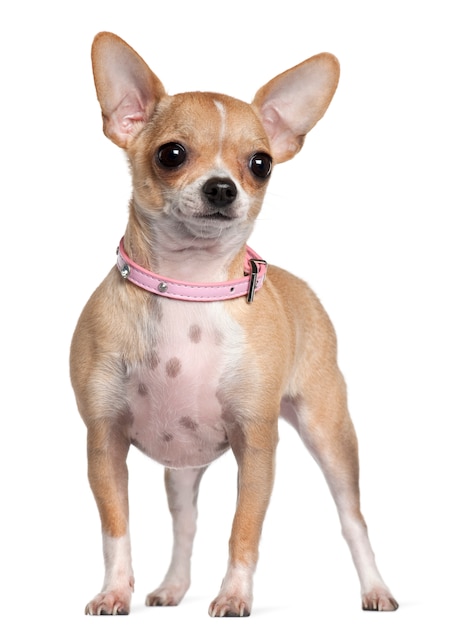 Chihuahua, 1 anno di età, in piedi