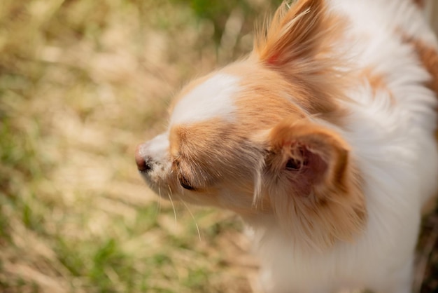 Chihuahua cane bianco rosso Cane vista dall'alto su sfondo di erba