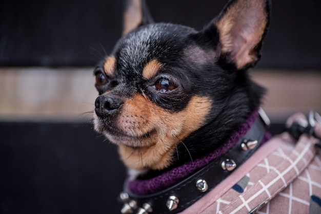 Chihuahua cane da compagnia cammina per strada. Cane chihuahua per una passeggiata. Cane in autunno passeggiate nel parco