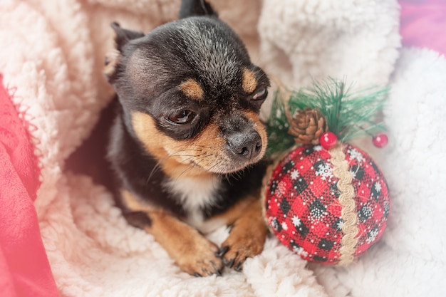Chihuahua cane nero in un plaid di Capodanno con un giocattolo di Natale. Animale domestico e Natale.