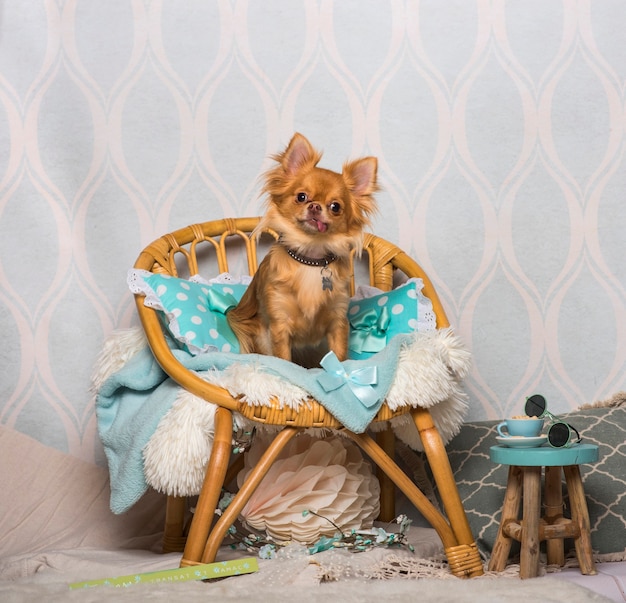 Chihuahua cane seduto su una sedia in studio, ritratto