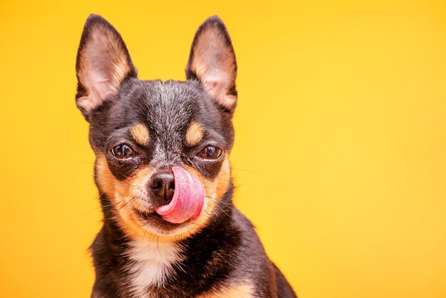 Chihuahua cane tricolore su sfondo giallo Ritratto di cane di razza