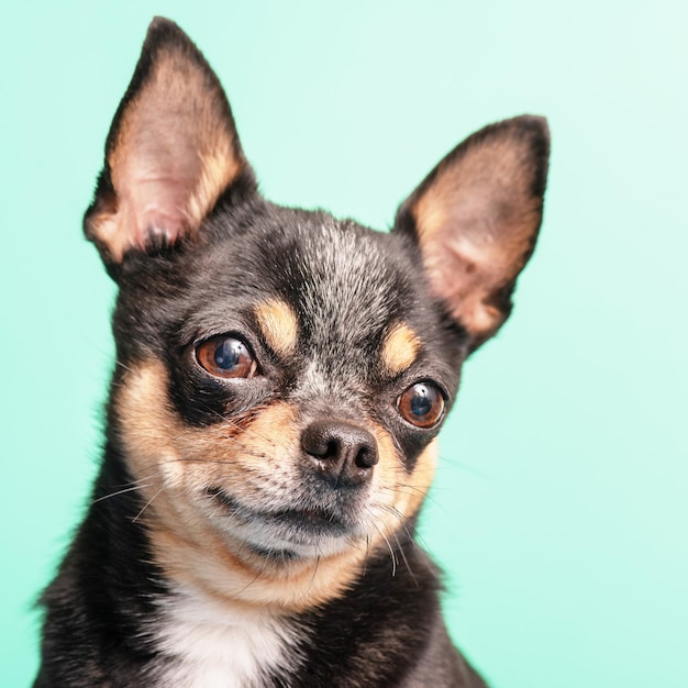 Chihuahua cane tricolore su sfondo verde Animale da compagnia