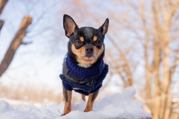 Chihuahua che cammina nella neve. Chihuahua in abiti invernali sulla neve