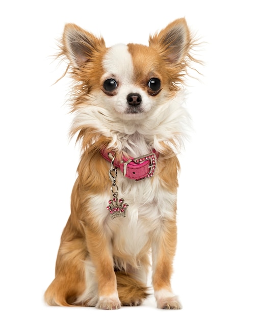 Chihuahua che indossa un collare lucido seduto isolato su bianco
