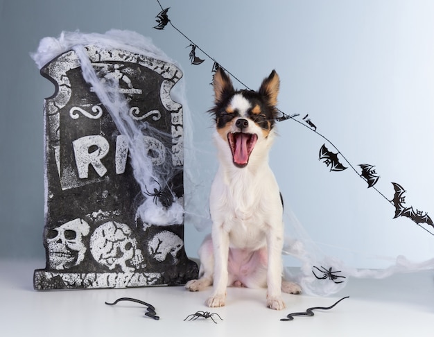 Chihuahua che salta ad Halloween con decorazioni in pietra tombale