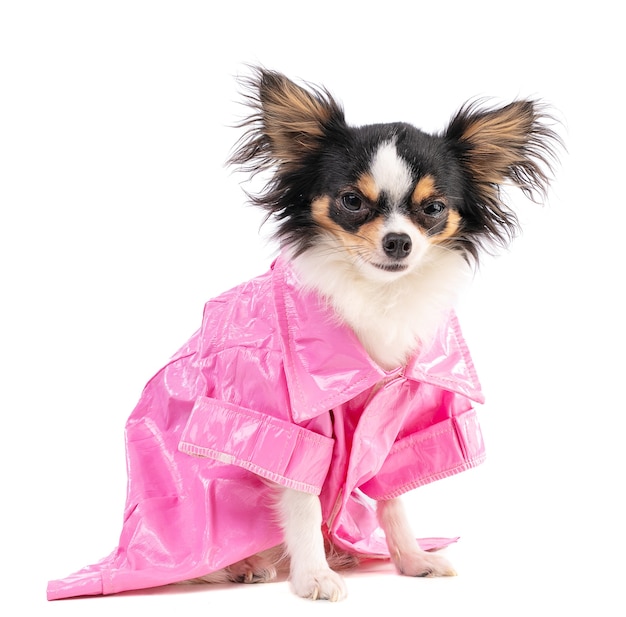 Chihuahua con una giacca rosa