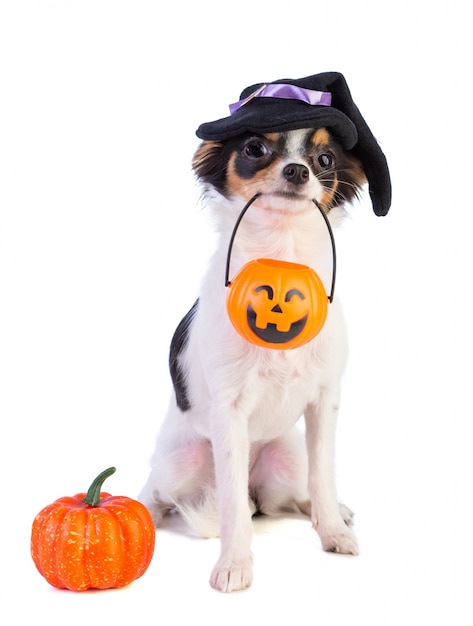 Chihuahua con una scatola di Halloween os una zucca