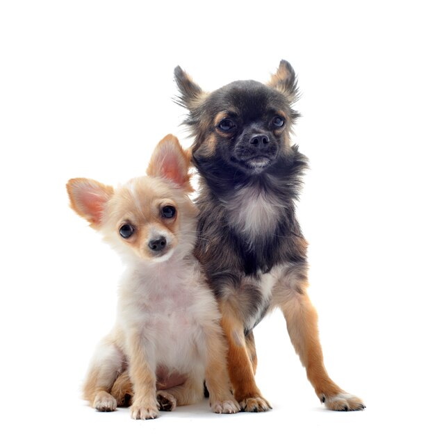 Chihuahua cucciolo e adulto