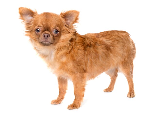 chihuahua cucciolo marrone