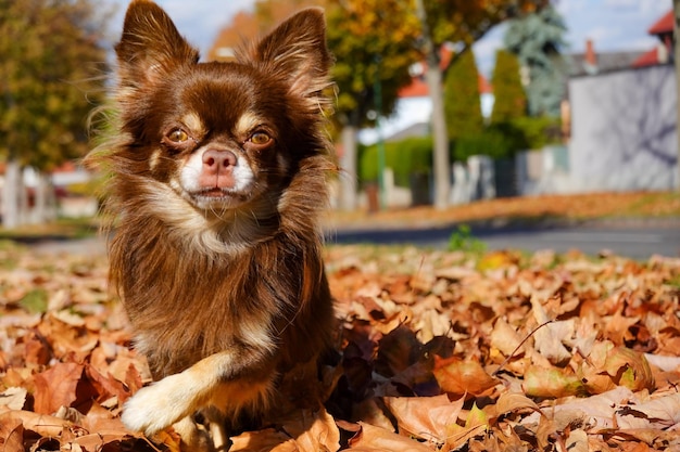 Chihuahua dai capelli lunghi, Canis lupus familiaris in foglie di autunno