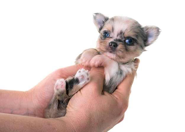 chihuahua del cucciolo in studio