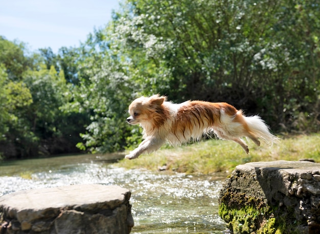 Chihuahua di razza pura che salta nella natura in un giorno d'estate