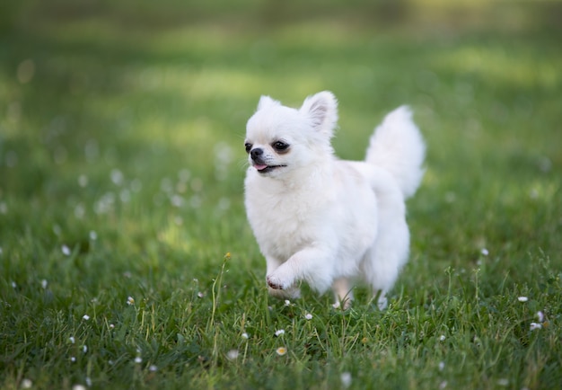 Chihuahua di razza pura in un giardino in primavera
