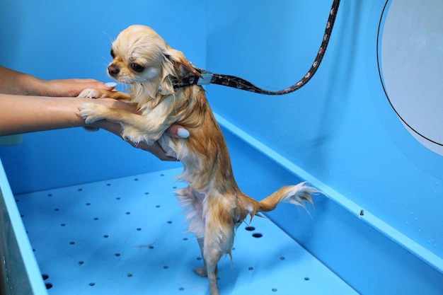 Chihuahua divertente che fa una doccia nel salone di toelettatura. Mano del toelettatore della donna che bagna un cane. Pelliccia bagnata. Pro