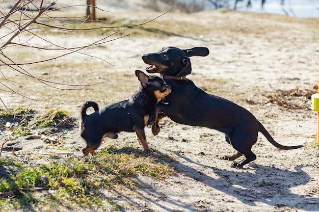 Chihuahua e bassotto giocano nella sabbia. Bassotto e Chihuahua sono all'aperto. cani a passeggio