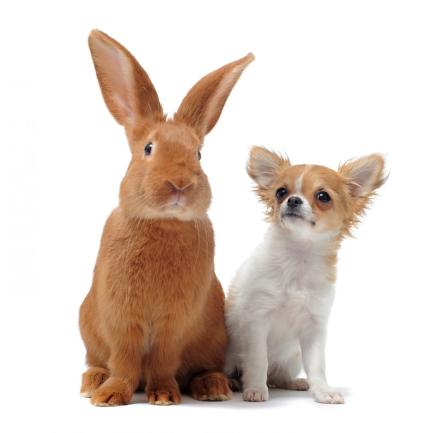 Chihuahua e Coniglio