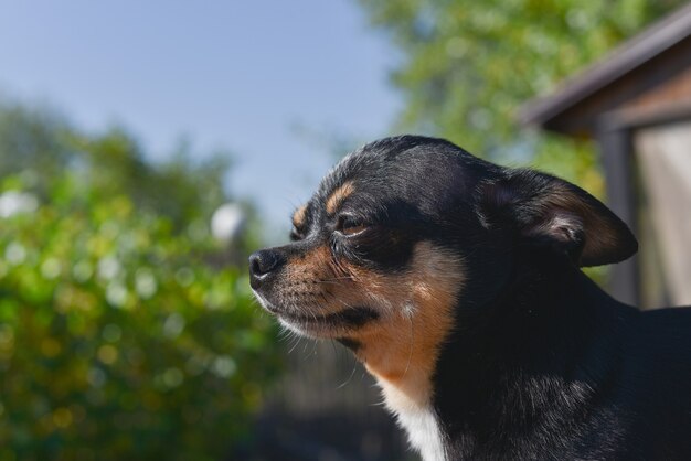 Chihuahua è seduto in panchina. Cane chihuahua abbastanza marrone