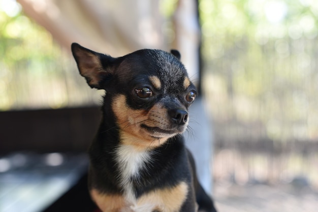 Chihuahua è seduto in panchina. Cane chihuahua abbastanza marrone