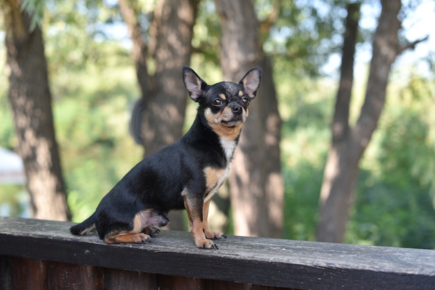 Chihuahua è seduto in panchina. Cane chihuahua abbastanza marrone