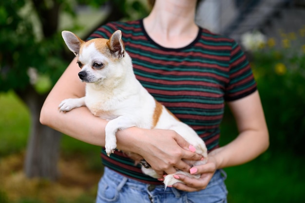 Chihuahua è serio come hostess Chihuahua adulto si siede sulle sue mani Cane all'aperto nel giardino estivo