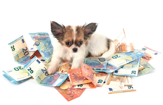Chihuahua e soldi