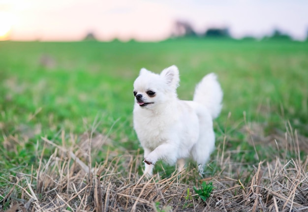 Chihuahua in natura