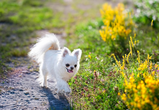 Chihuahua in natura