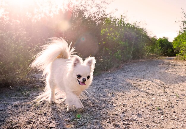 Chihuahua in natura