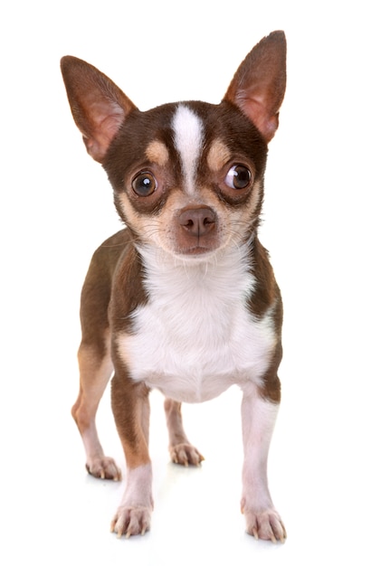 chihuahua in studio