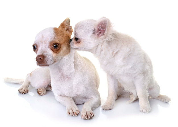 chihuahua in studio