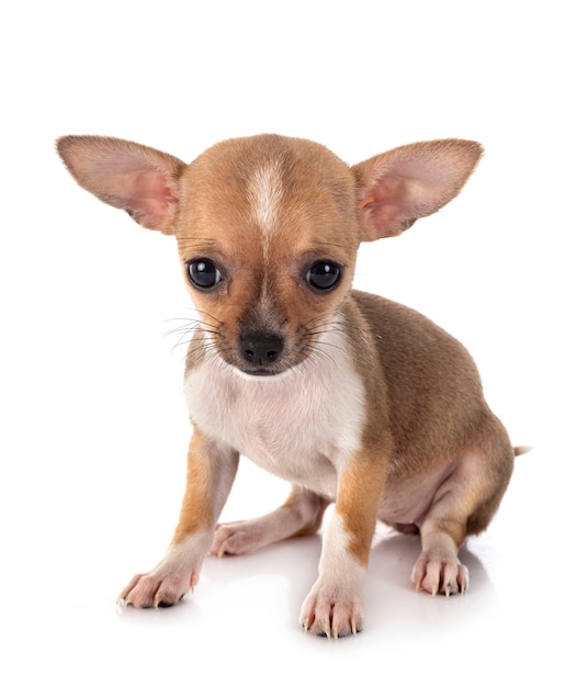 Chihuahua in studio