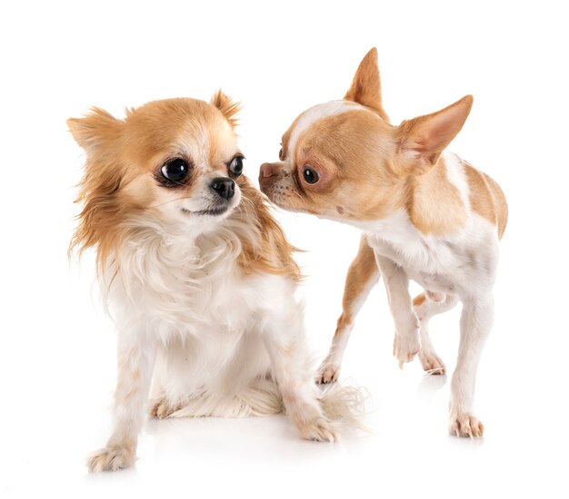 chihuahua in studio