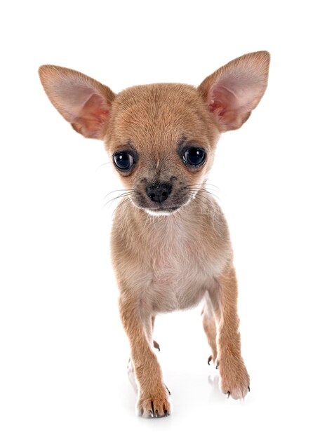 chihuahua in studio