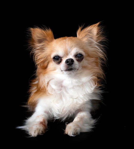 chihuahua in studio