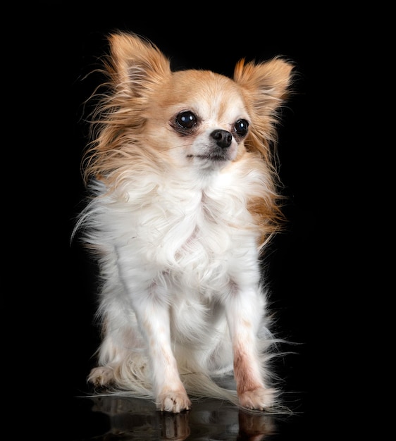 chihuahua in studio