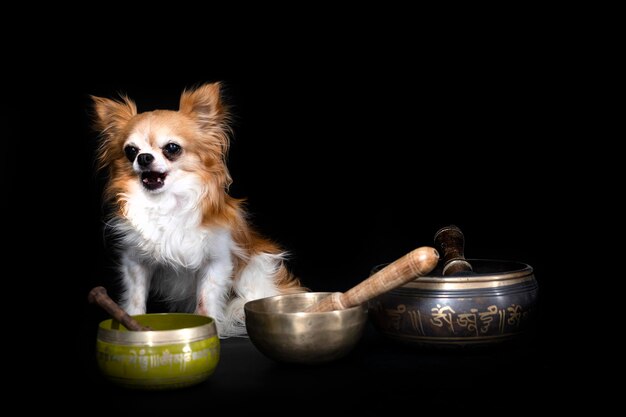 chihuahua in studio