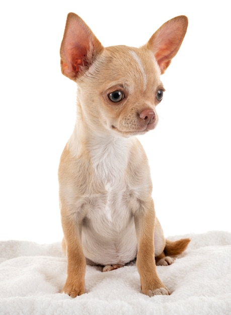 chihuahua in studio