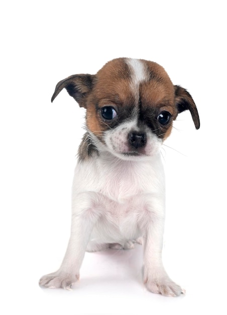 Chihuahua in studio