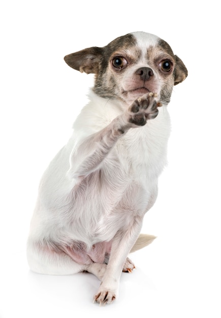 chihuahua in studio