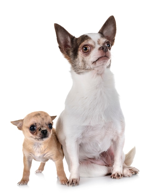 chihuahua in studio