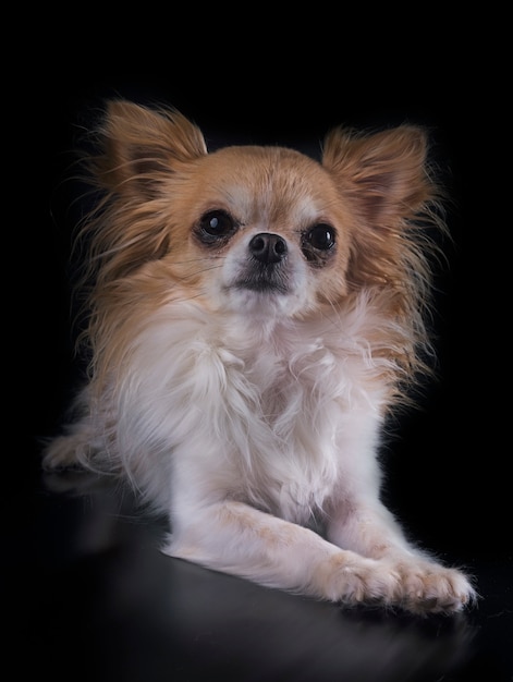 chihuahua in studio